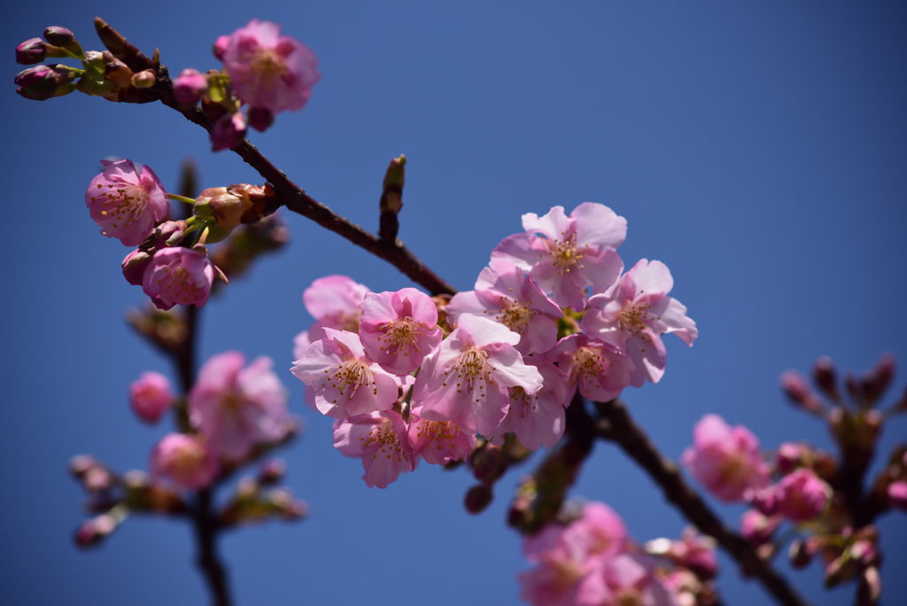 190305b車折神社19
