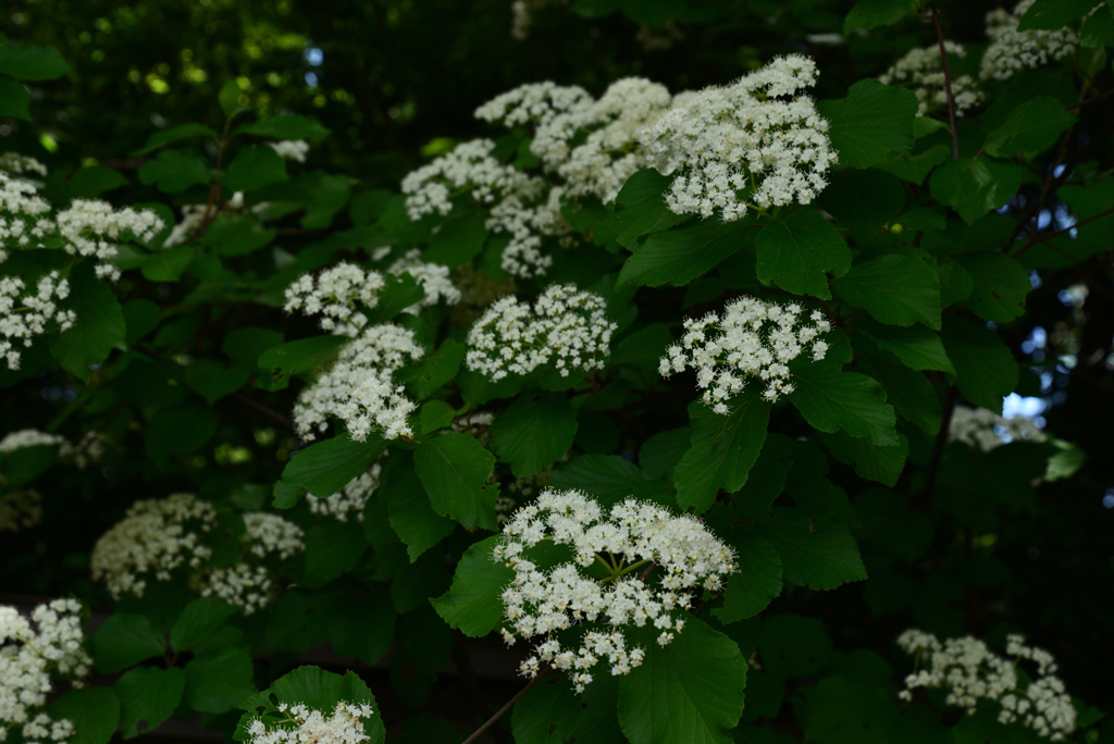 240518鶴見緑地02