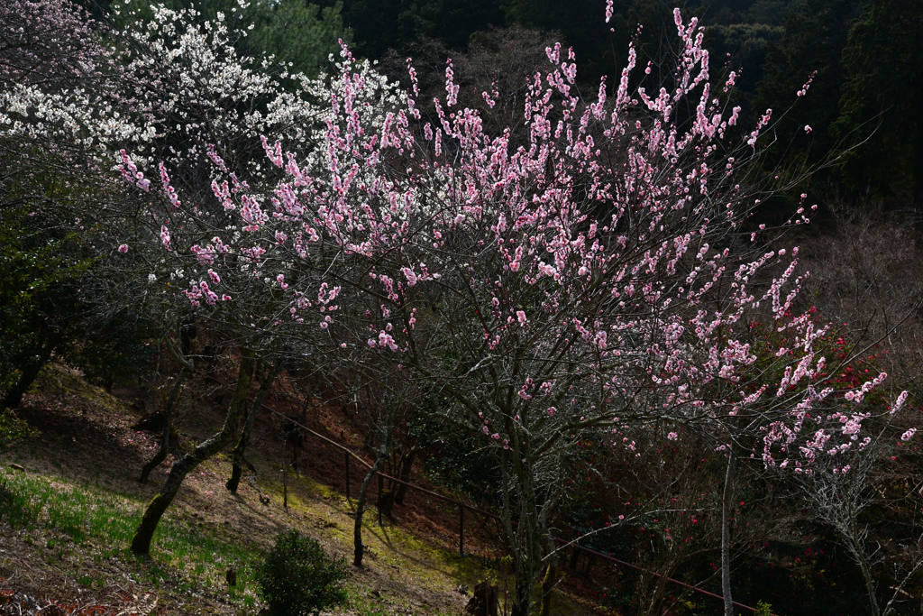 240224a石山寺25