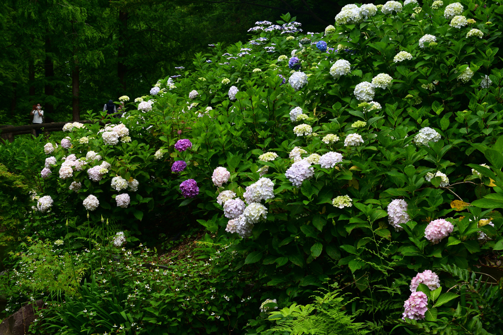 230610b長居植物園33