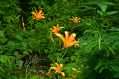 250814京都植物園10