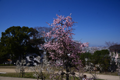 250310b枚岡梅林32