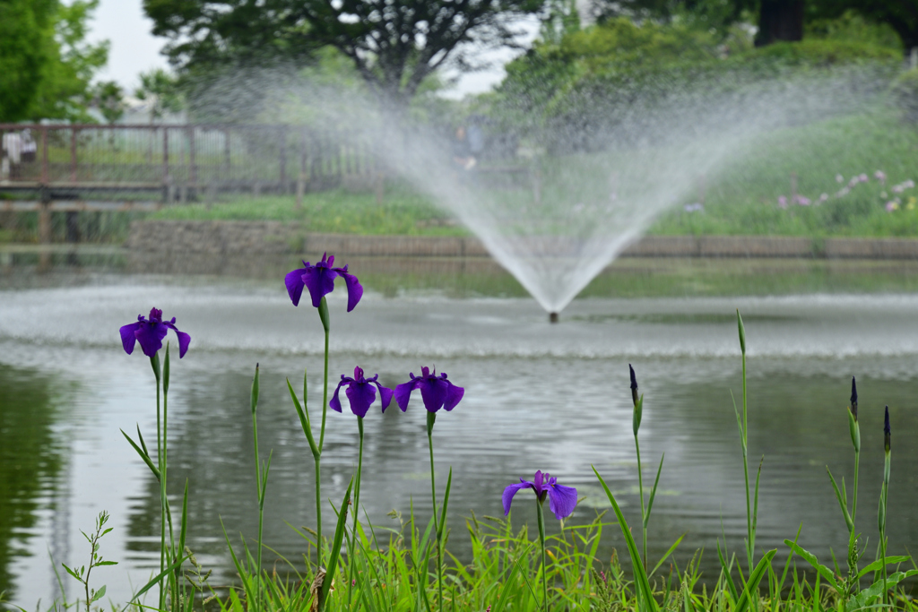 230610a白鷺公園24