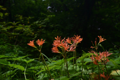 210811京都植物園08