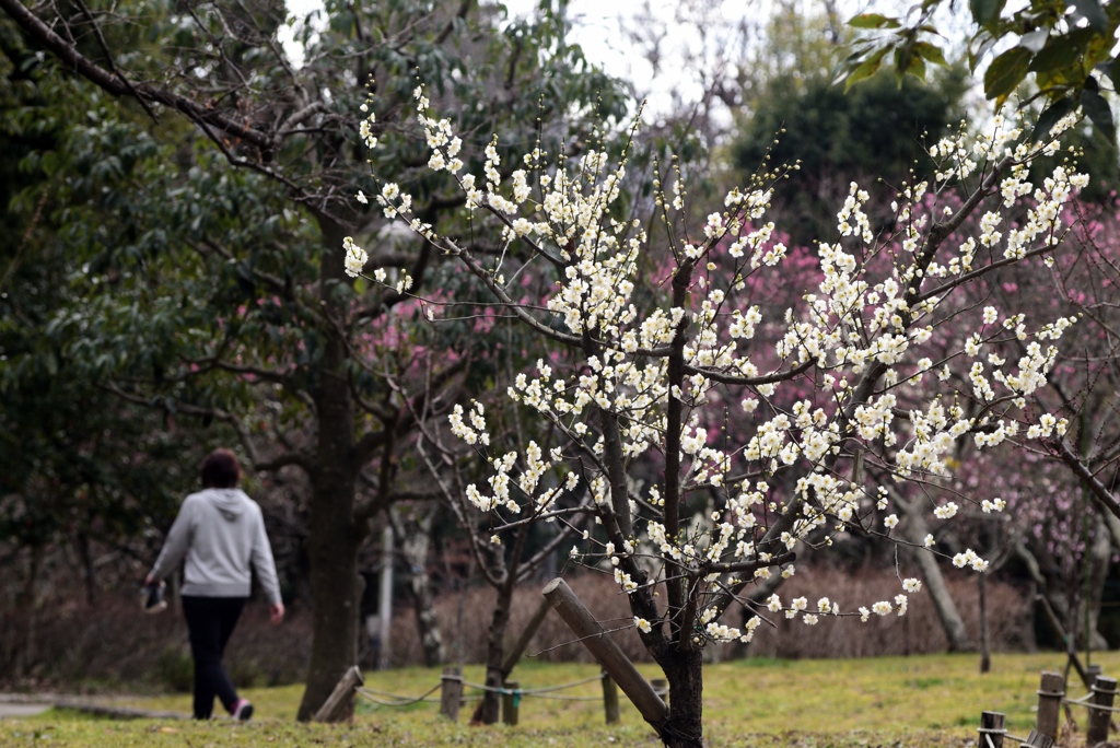 190212山田池公園52