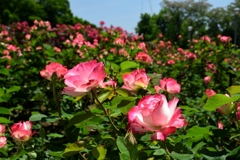 180511a鶴見緑地49+