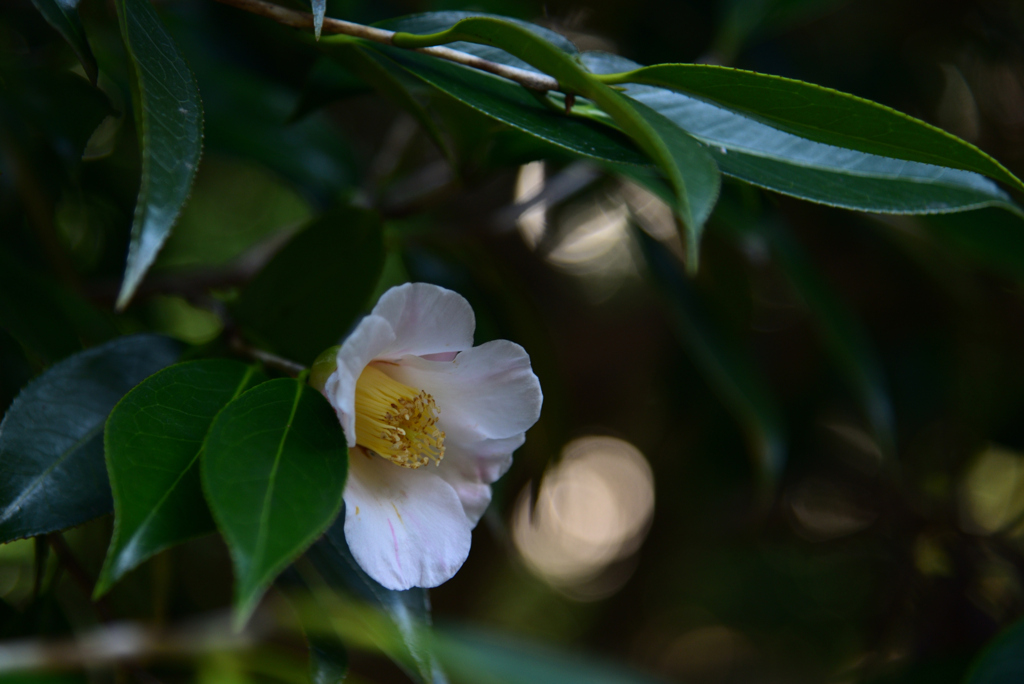 240130a京都植物園30