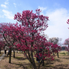 250307d梅小路公園03