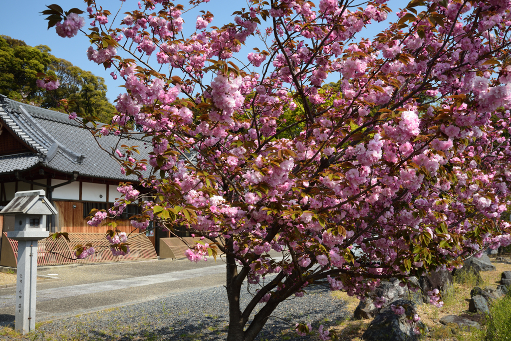200417a久世神社04