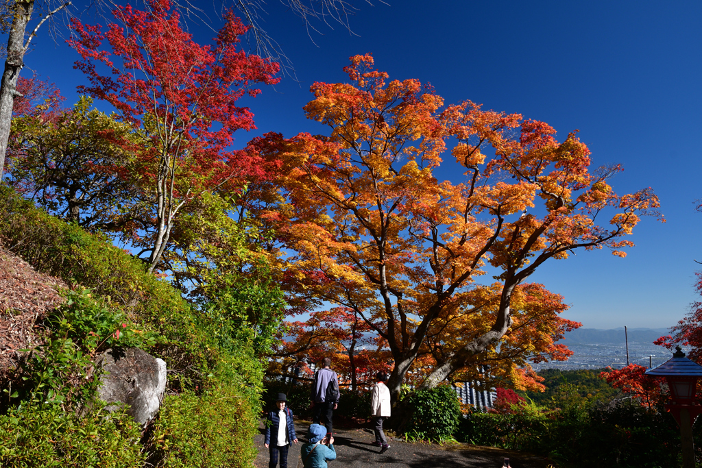 231121a善峯寺65