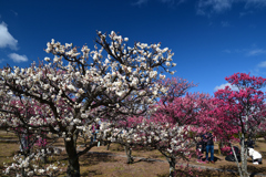 240212c梅小路公園09