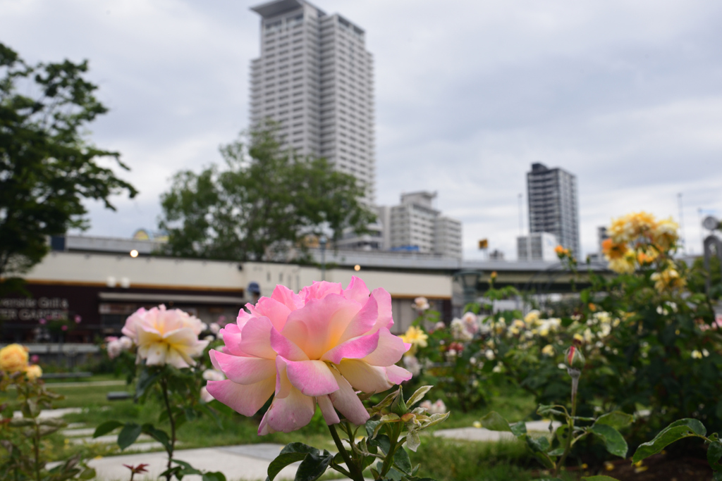 200522中之島公園19