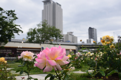 200522中之島公園19