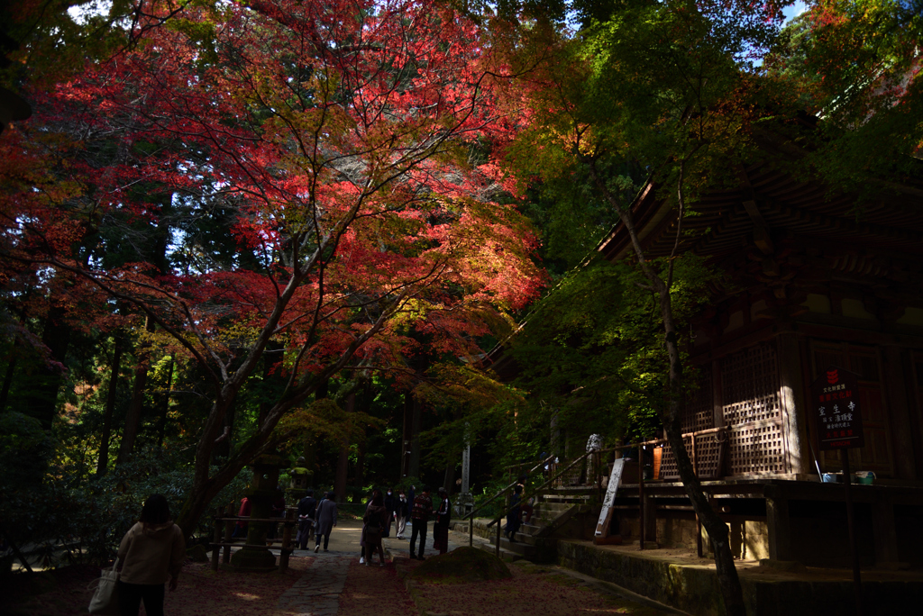 201115a室生寺47