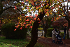 201121a京都植物園10