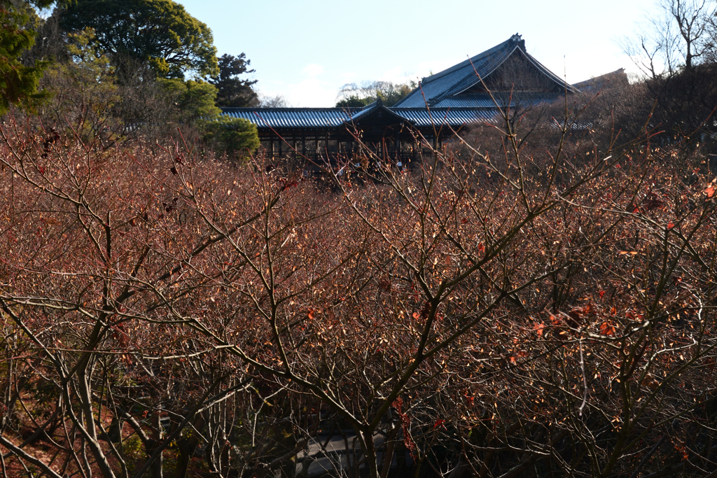 240108a東福寺19