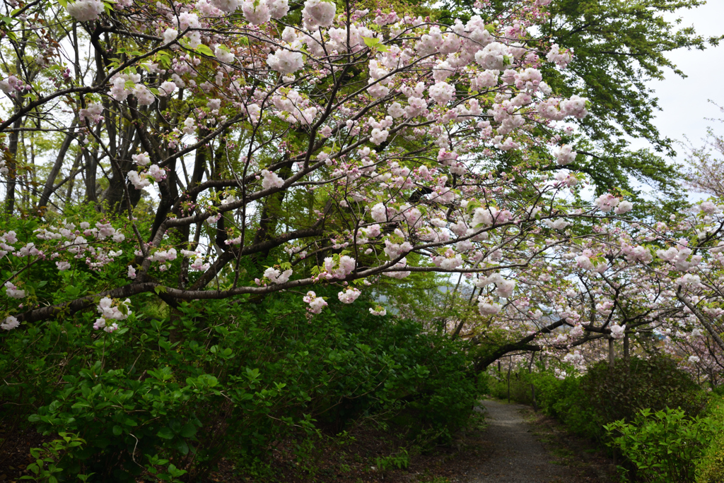 190417a梅宮大社14