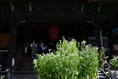 241011寺町通11