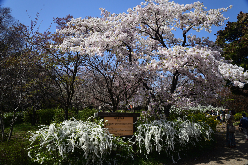 220405b京都植物園08