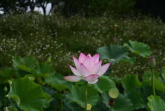 210716a京都植物園43