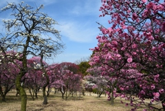 180302荒山公園04
