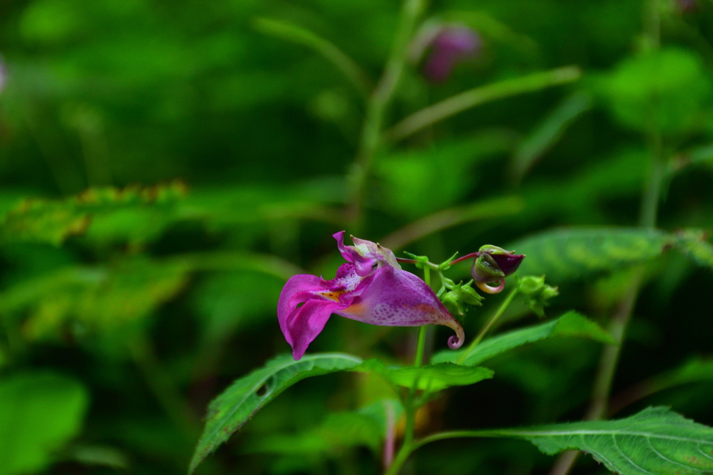 250926京都植物園56