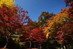 201117正暦寺12