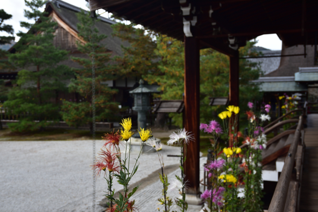 191130a大覚寺26