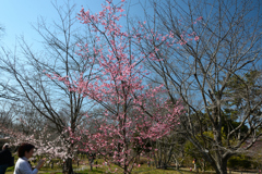 250322京都植物園34