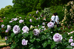 250518京都植物園19
