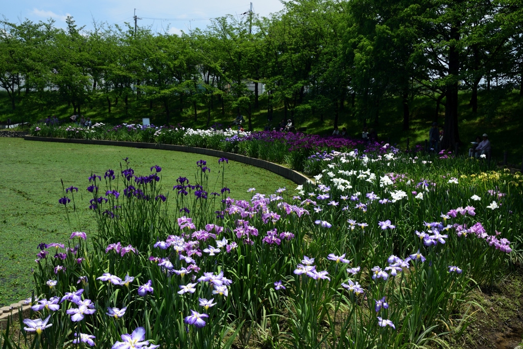 180603a白鷺公園31+