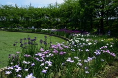 180603a白鷺公園31+