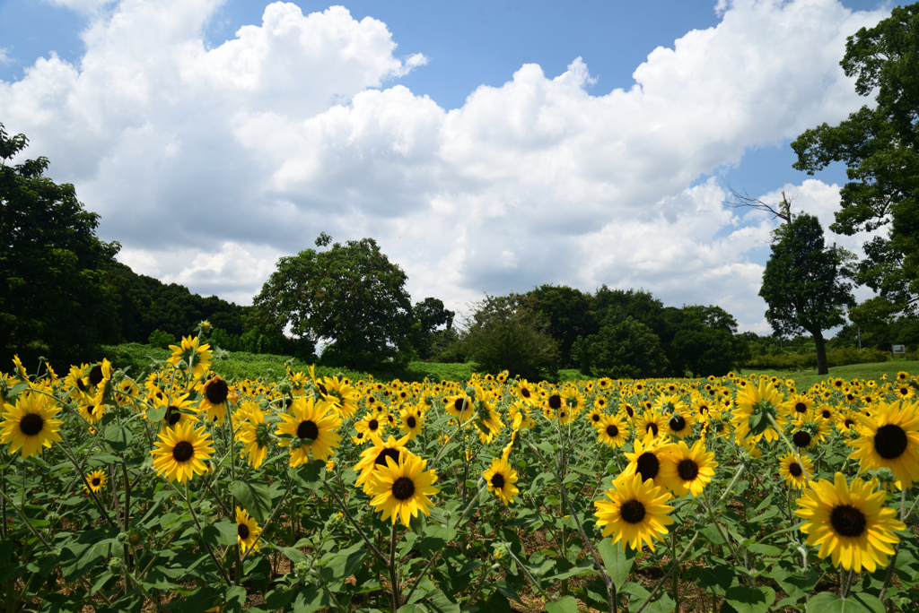 220807馬見丘陵公園41