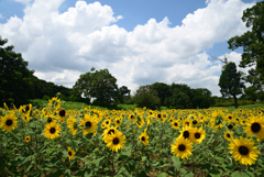 220807馬見丘陵公園41