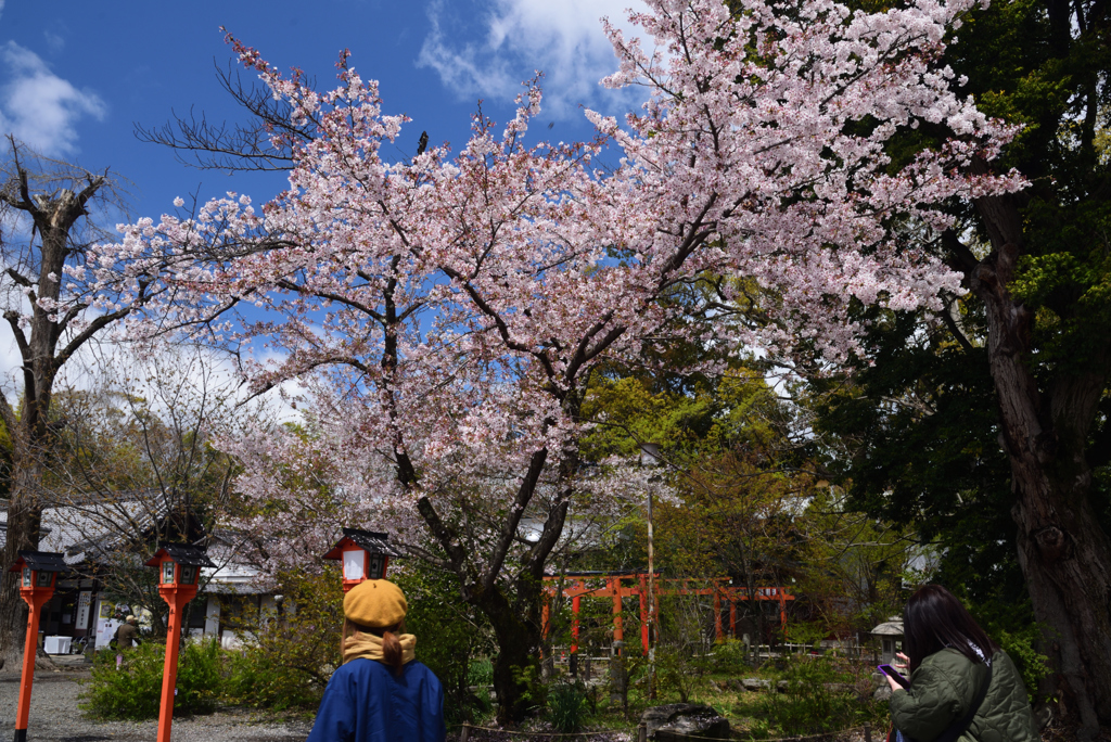 190411a平野神社03