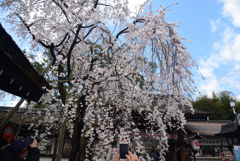 200320d平野神社14