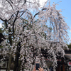 200320d平野神社14
