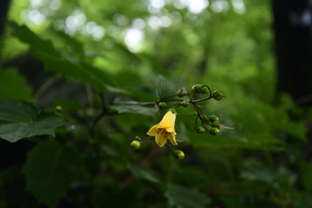 210716a京都植物園21