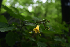 210716a京都植物園21