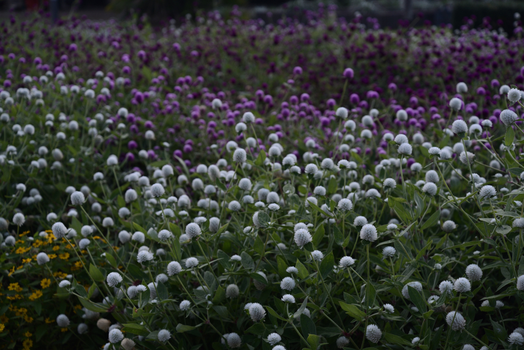 211022京都植物園59