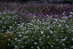 211022京都植物園59