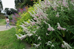 201003京都植物園54