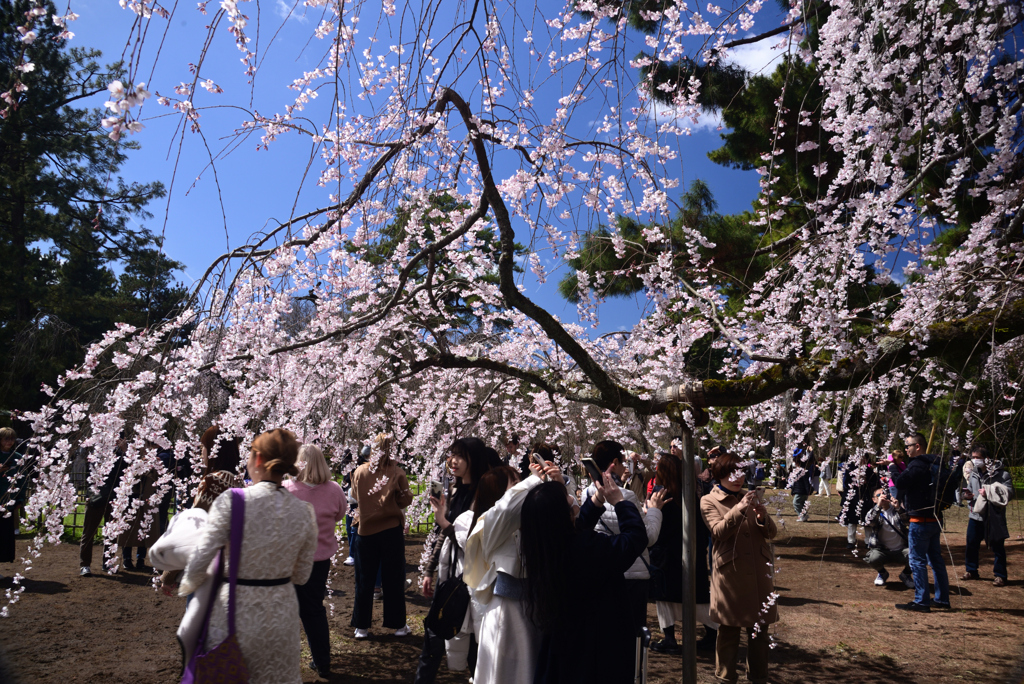 240327c京都御苑21