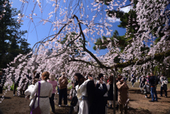 240327c京都御苑21