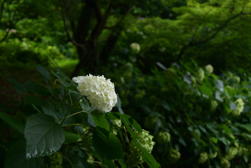 210716a京都植物園01