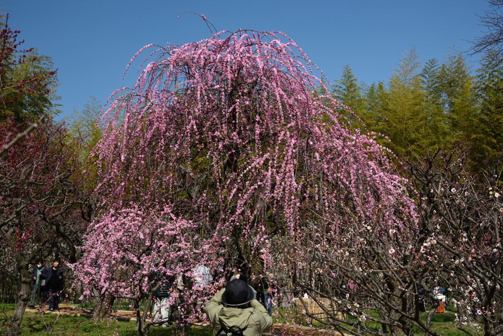 190302a万博公園19