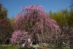 190302a万博公園19