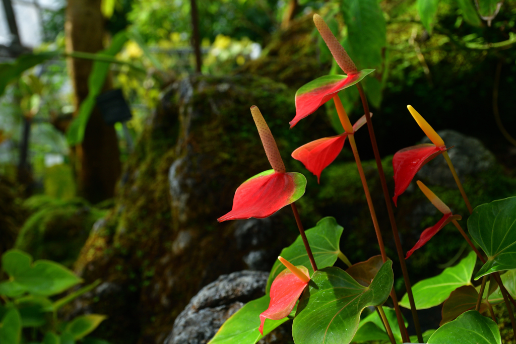 260131b京都植物園05