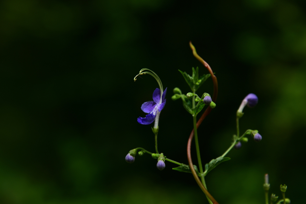 240823京都植物園16
