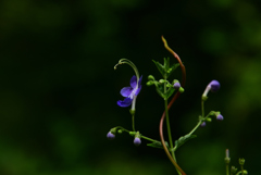 240823京都植物園16